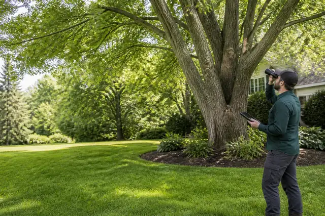 Tree Service service image